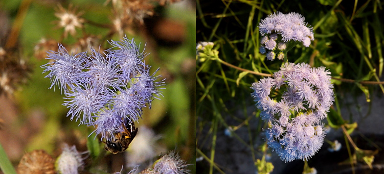 [Two photos spliced together. On the left the plant is a collection of grouped blooms. Each bloom has a multitude of lilac strands coming from a white sphere. The blooms are grouped together with six to eight per stem. There is an insect crawling along the bottom of the blooms in the image. On the right are several groupings of blooms. Each grouping has some blooms with all strands extended while other blooms are still the purple stubs which have yet to have strands. Each grouping is spherical as well as each blooms in the grouping having a spherical shape.]